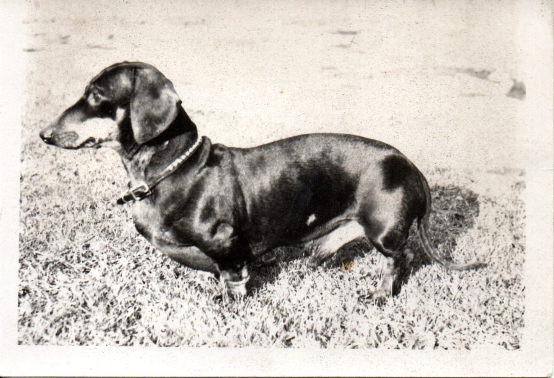"Ricky" the family dog at the time